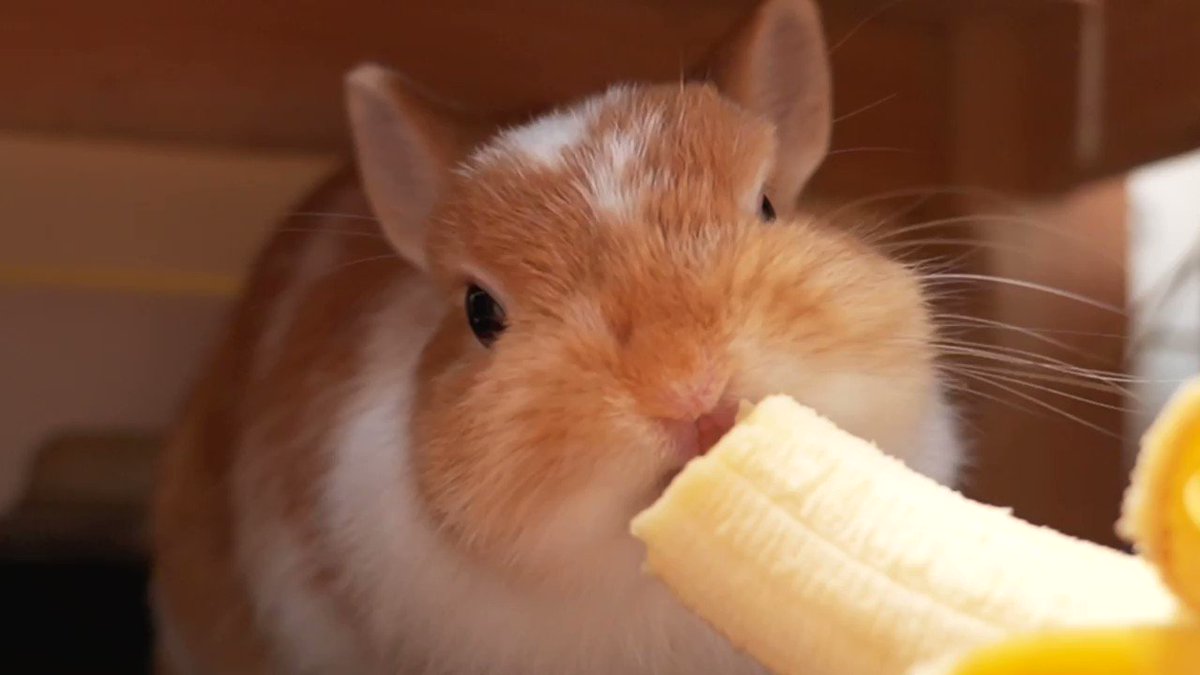 うさぎのもぐとみみ Mogu Mimi みーちゃん初めてのバナナ T Co Lspffg6a8l うさぎ うさぎ好きさんと繋がりたい お口がかわよい T Co Caaiqfhmb7 Twitter うさぎのもぐとみみ Mogu Mimi みーちゃん初めてのバナナ T Co Lspffg6a8l うさぎ うさぎ好きさんと繋がりたい お口がかわよい T Co Caaiqfhmb7 Twitter