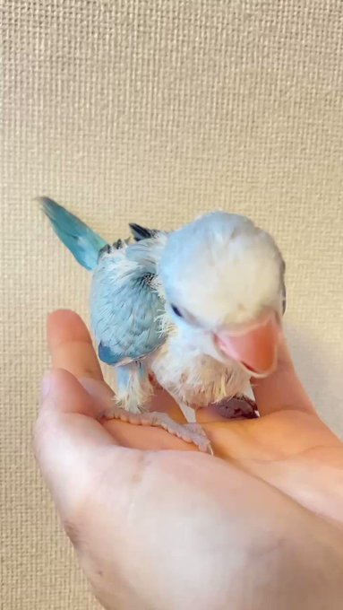 P C Leon 小鳥専門店さん の最近のツイート 7 Whotwi グラフィカルtwitter分析