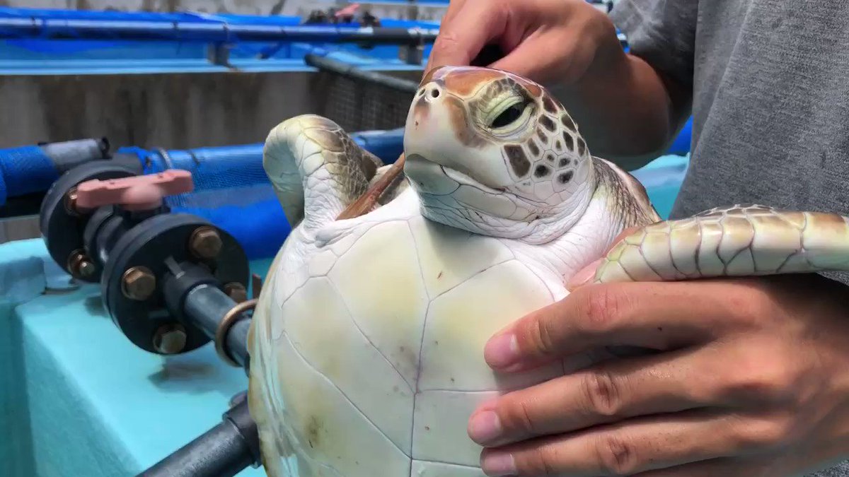 @mt_seaturtle's video Tweet @mt_seaturtle's video Tweet