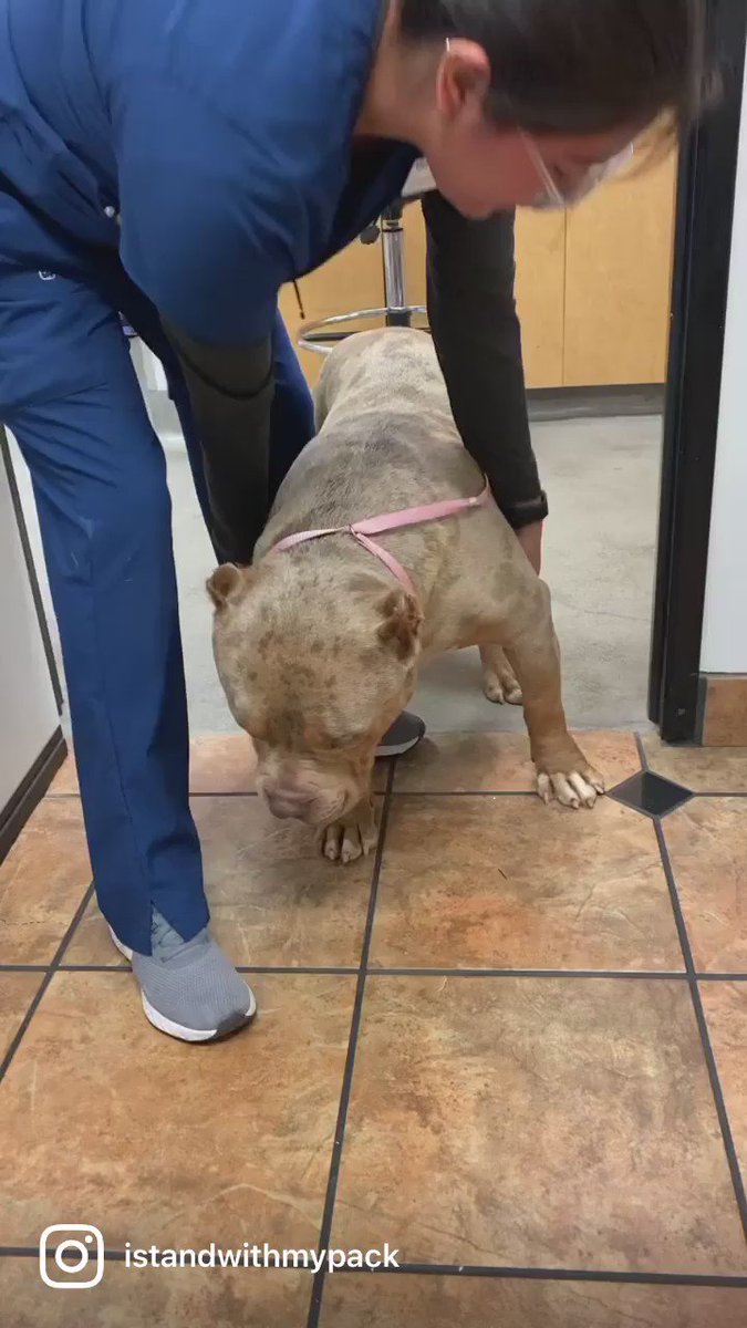 Bully Booster Program - I STAND WITH MY PACK