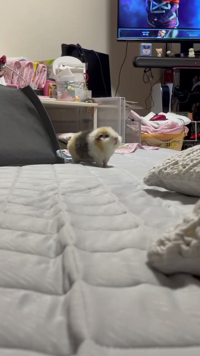 名モル　モンニャー🍑

#モルモット #guineapig #放し飼い
#リアルモルカー https://t.co/5Jjtms3Biv