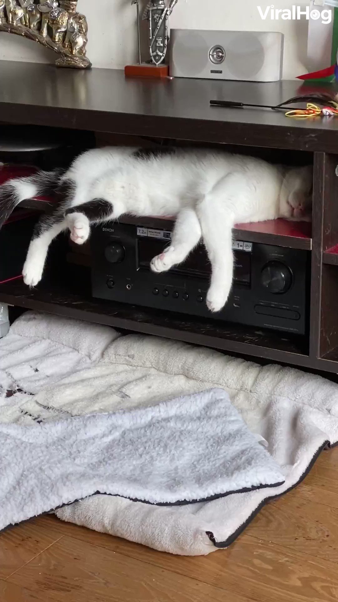Спящие котики