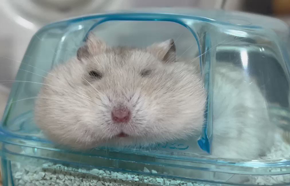 絶対夢の中で何か食べてるでしょ🤣

#おから
#ハムスター https://t.co/r5v2LhzK0s