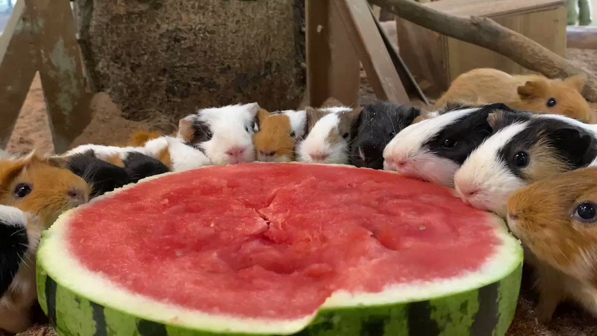 みんなで仲良くスイカタイム🍉🍉

#モルモット
#guineapig 
#モルモット感謝の日

https://t.co/ruS7fD4Nji https://t.co/MO3uhaQhl9