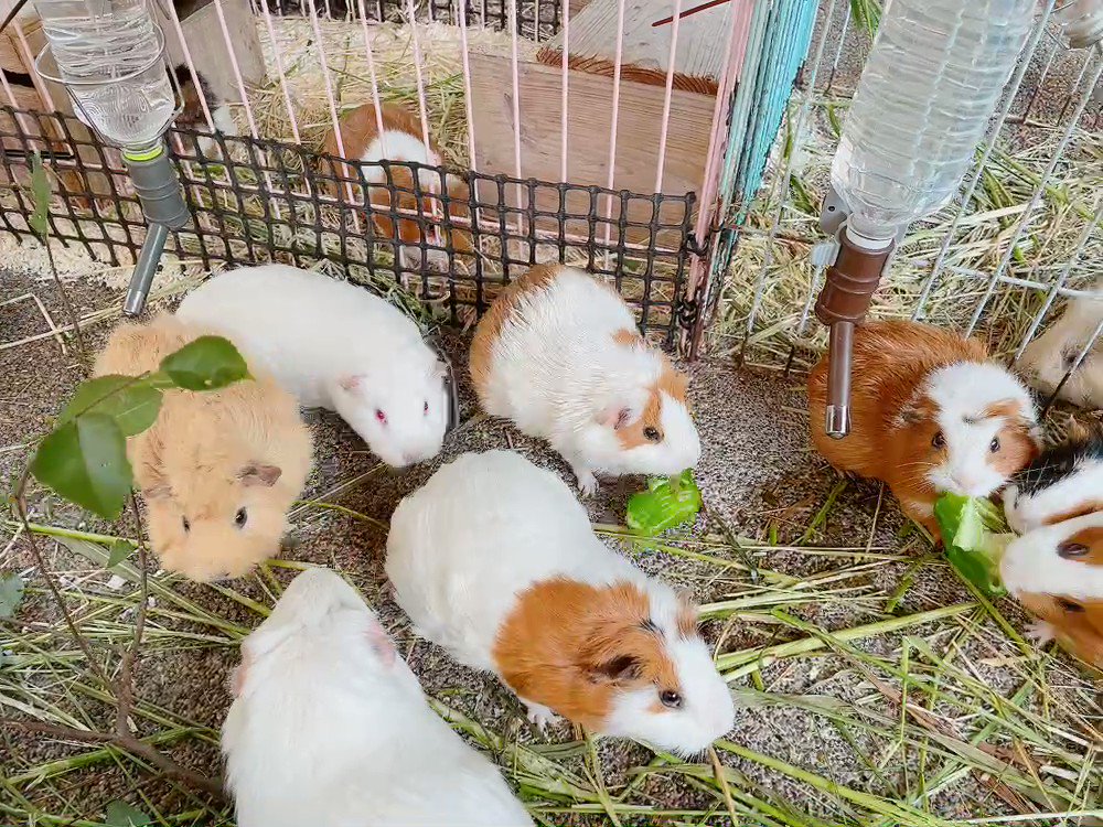 ピーマン争奪戦…！🫑💛モルモットたちはピーマンが大好物なんだそうです😋😋　#のいち動物公園　#モルモット https://t.co/WfUDYCf8bI
