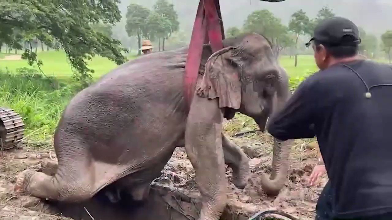 EL DEBER on X: "En #Tailandia, veterinarios salvan a mamá elefante por medio de reanimación RCP https://t.co/xDk5JbV5Fb" / X