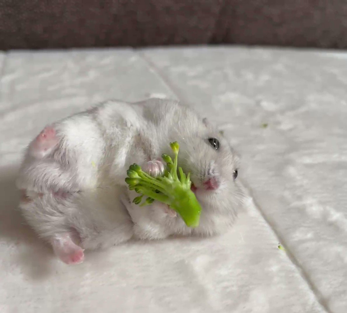 食べては寝て寝ては食べてがハムの仕事

#おから
#ハムスター https://t.co/4lfOuKspji