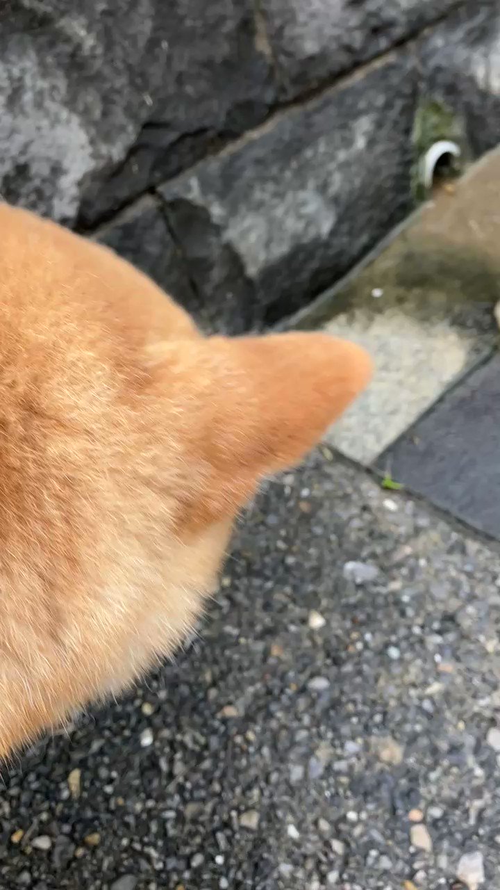うしさん うし (@usg) / X