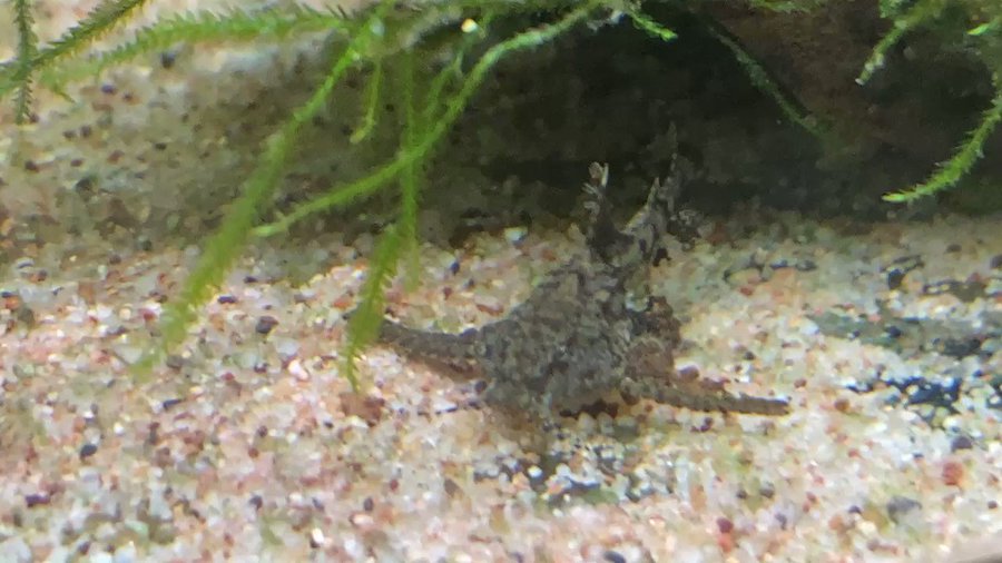 底砂 ボトムサンドの特徴 注意点についてまとめました だんごむし