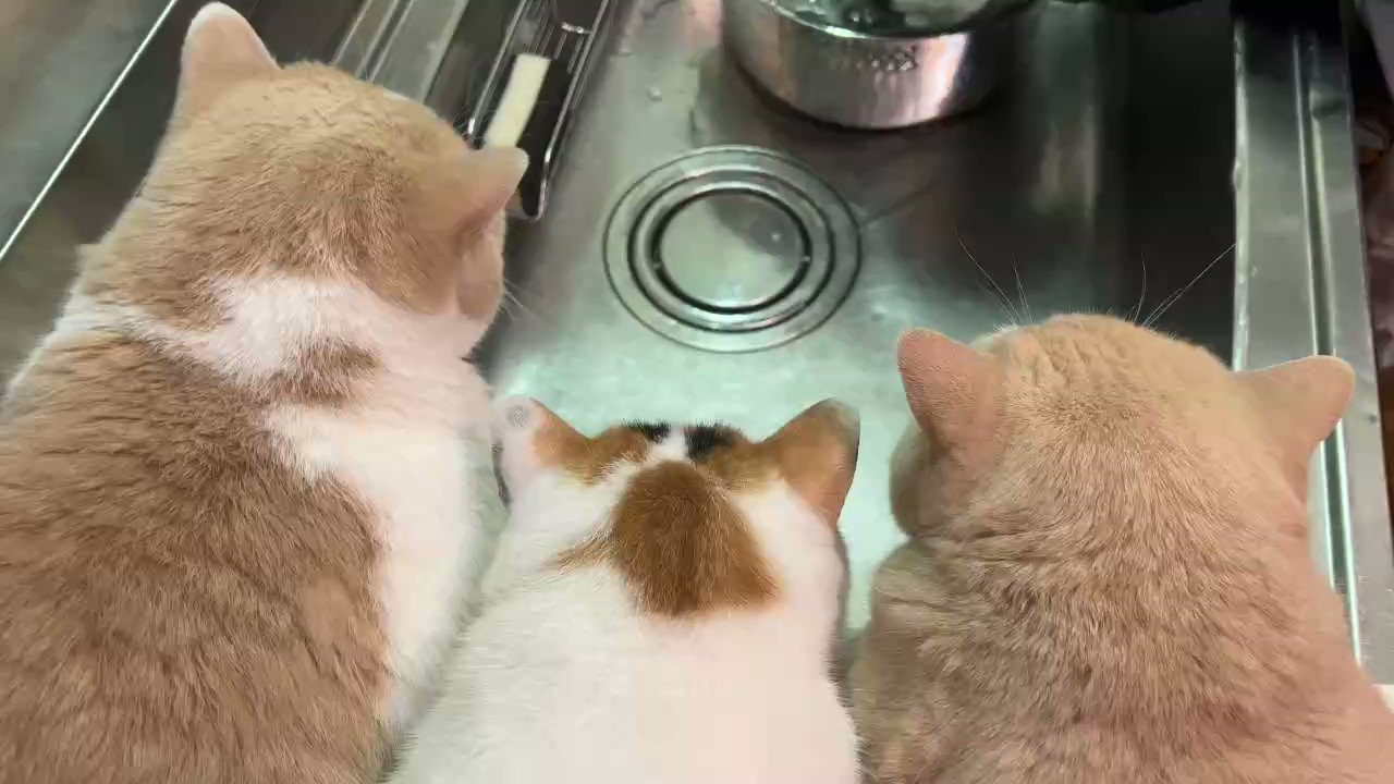 猫は液体 on X: 