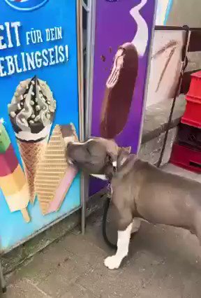 RT @buitengebieden: Poor dog.. https://t.co/F5Ly2zoNtK