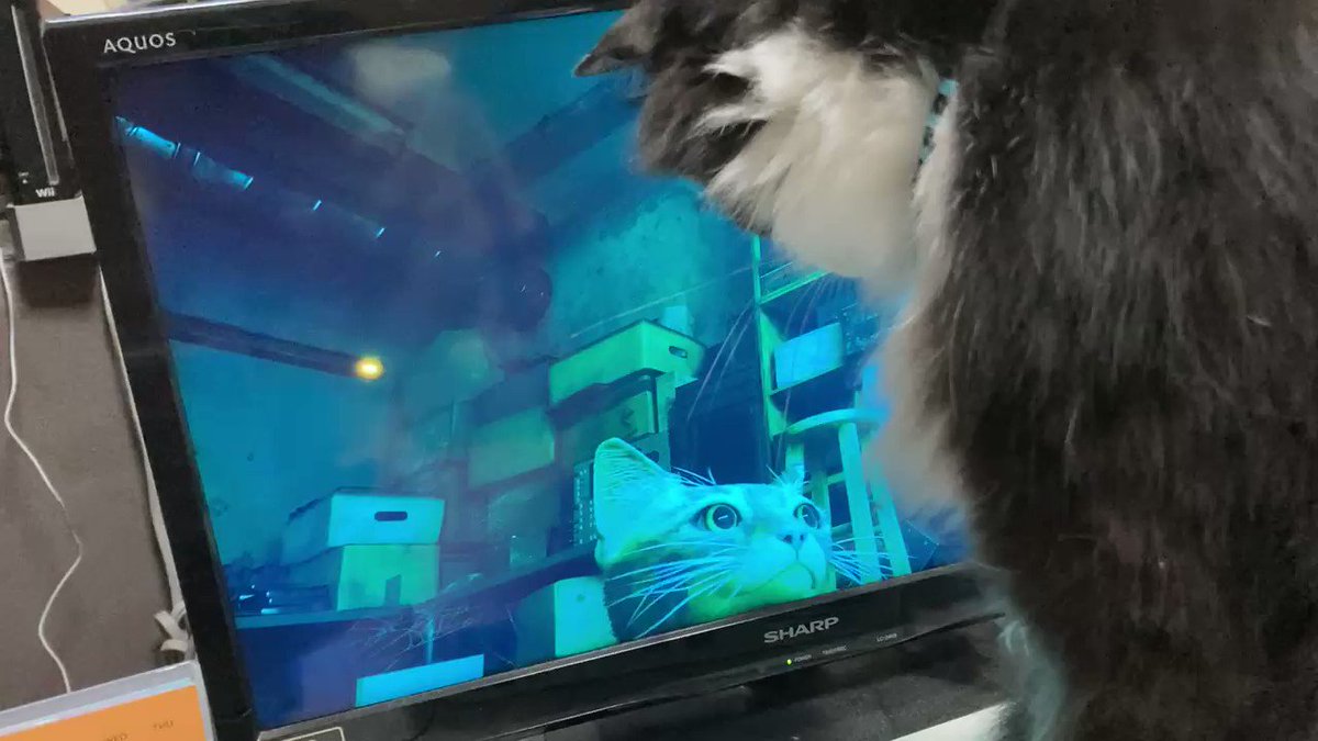 猫ゲーこと Stray に本物のネコたちも興味津々 Twitterで注目を集める動画を紹介 Game Watch 猫ゲーこと Stray に本物のネコたちも興味津々 Twitterで注目を集める動画を紹介 Game Watch