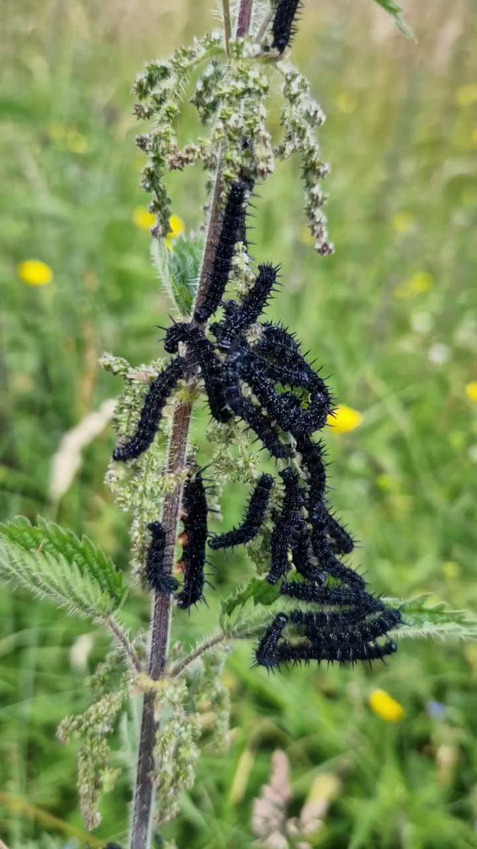 These hungry caterpillars will soon fill the sky with colour at Dundreggan as they transform into peacock butterflies.

Please help us to keep rewilding the Scottish Highlands, providing a haven for insects and other wildlife. Support our work.

https://t.co/DRSlbCcuLY https://t.co/T6zR8HaeGr