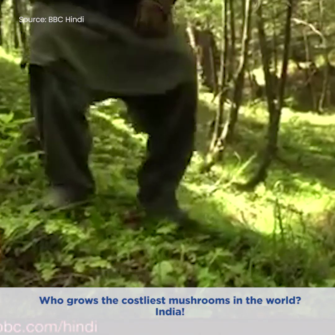 The Better India on Twitter "Gucchi World’s Most Expensive Mushrooms
