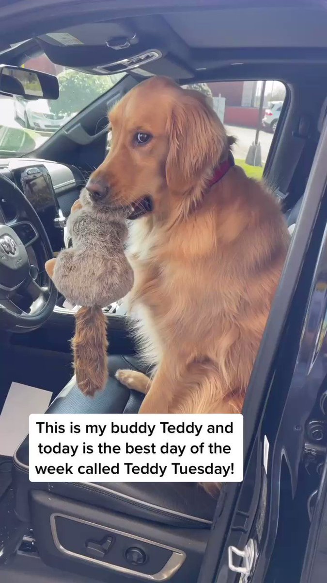 Teddy Tuesday, the best day of the week! #dog #dogs #dogsoftwitter #goldenretriever https://t.co/X8sZnE59os
