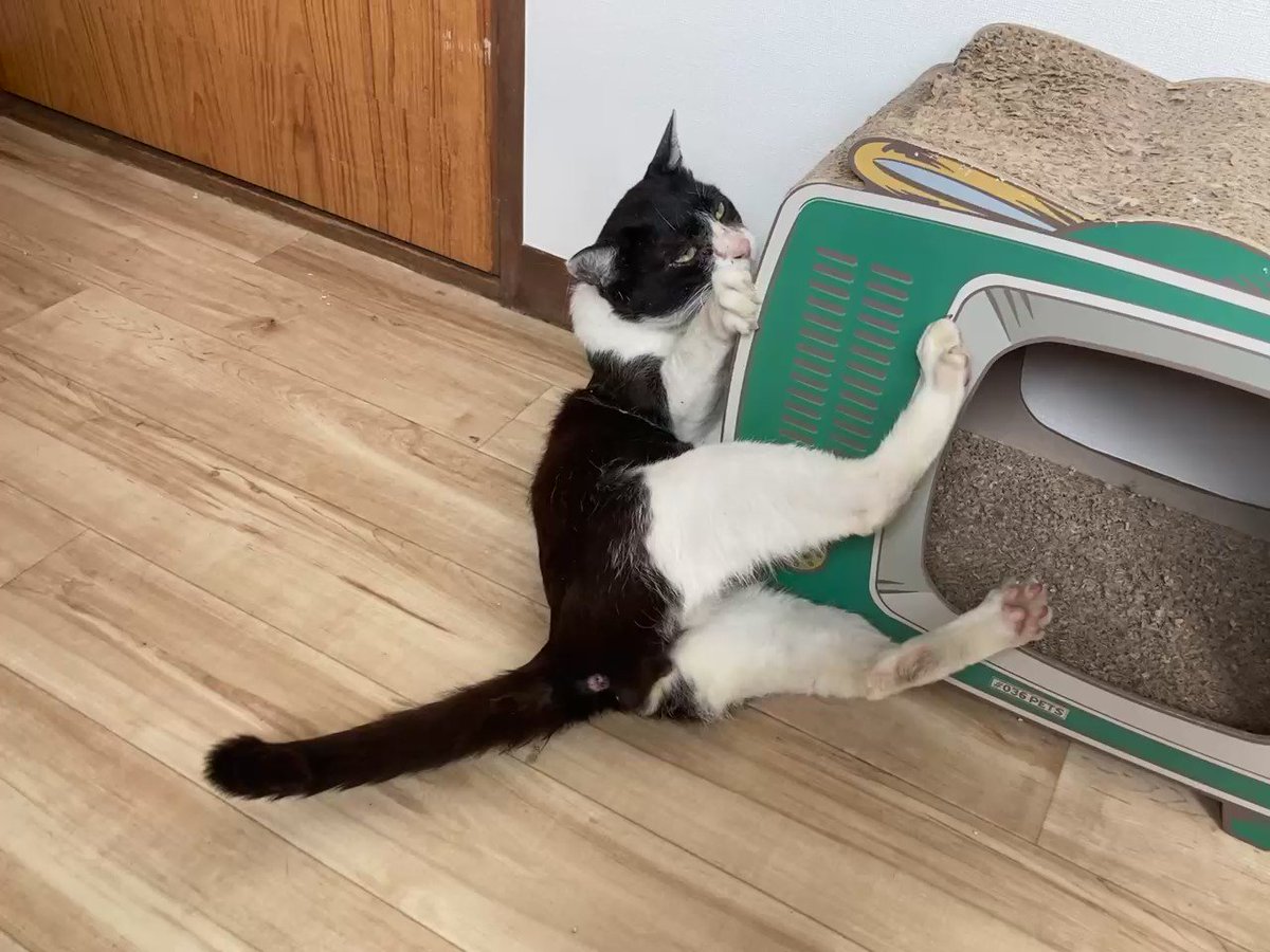 個性的な爪とぎ
#熱海MuddyCat #熱海 #BAR #猫 https://t.co/N6mGNQvcrL