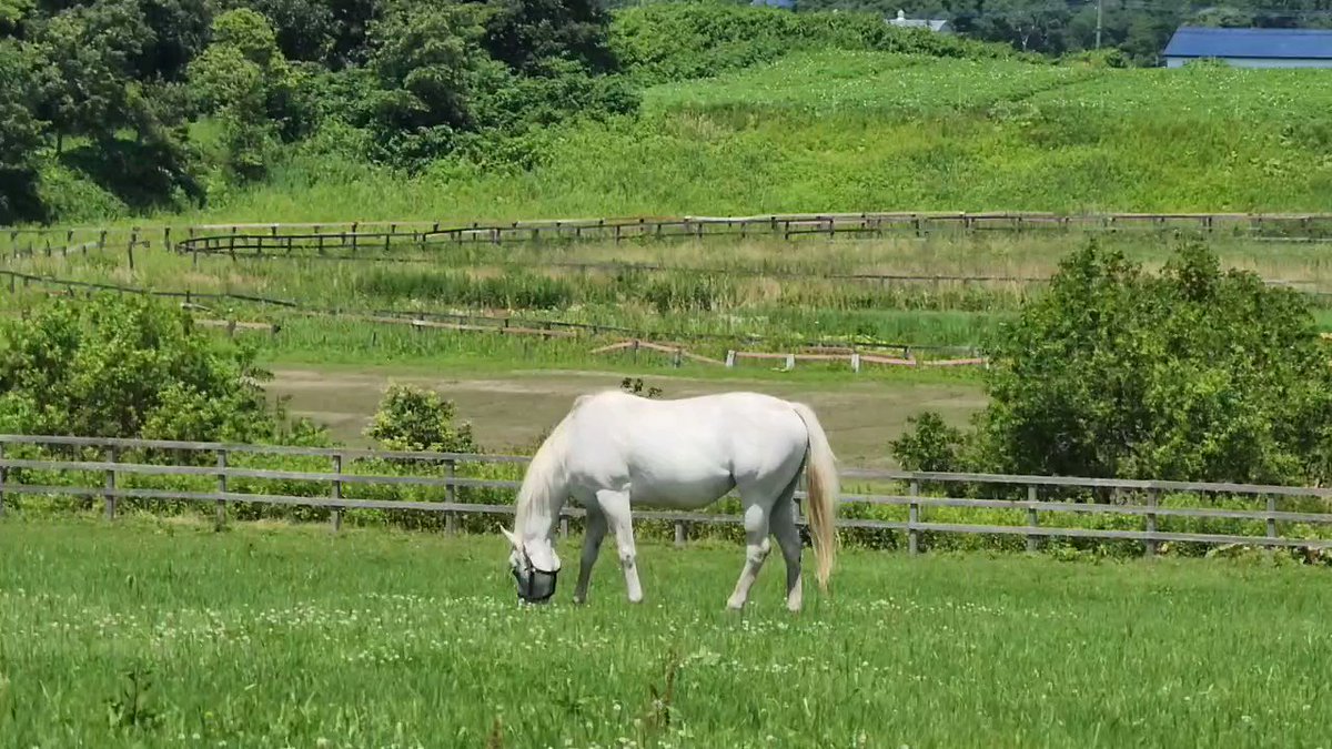 ツイートしちまったようだ(笑)

グラミス→デンセツノマジョ→ワイドチキチータ 