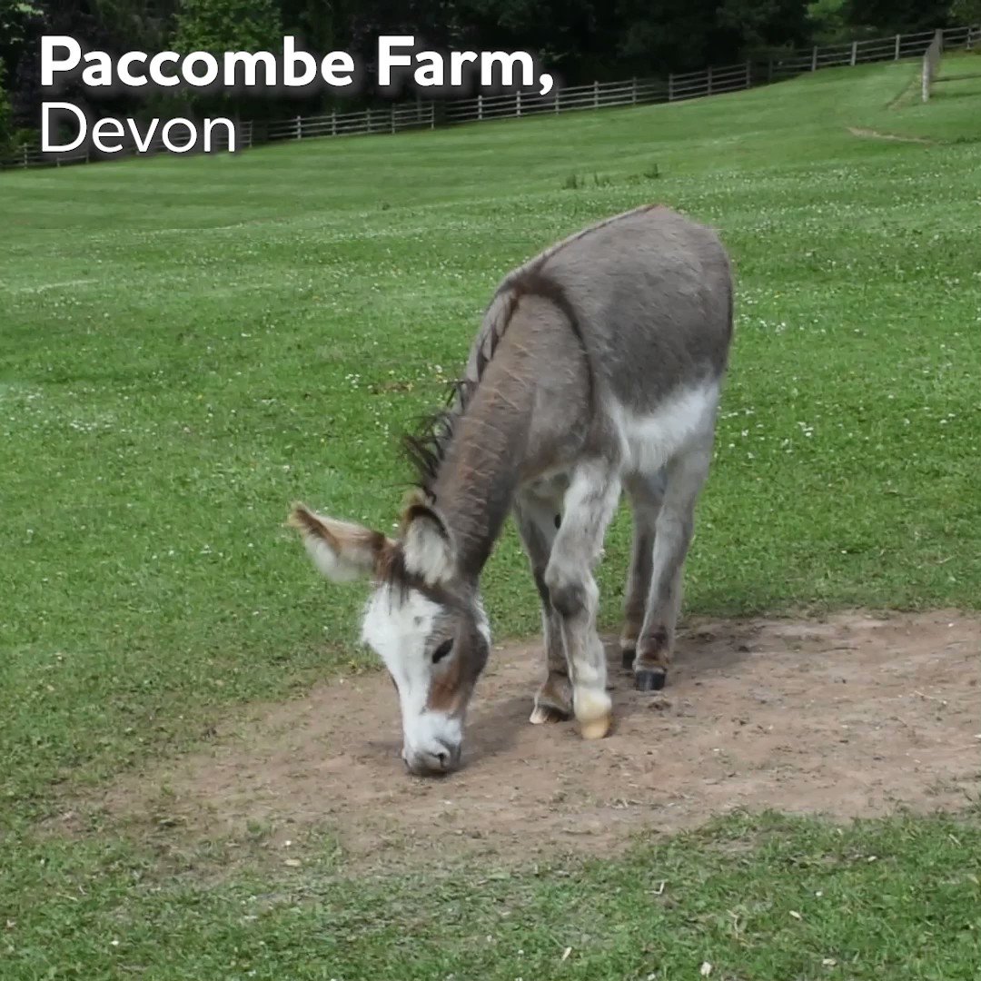 The Donkey Sanctuary (@DonkeySanctuary) / Twitter