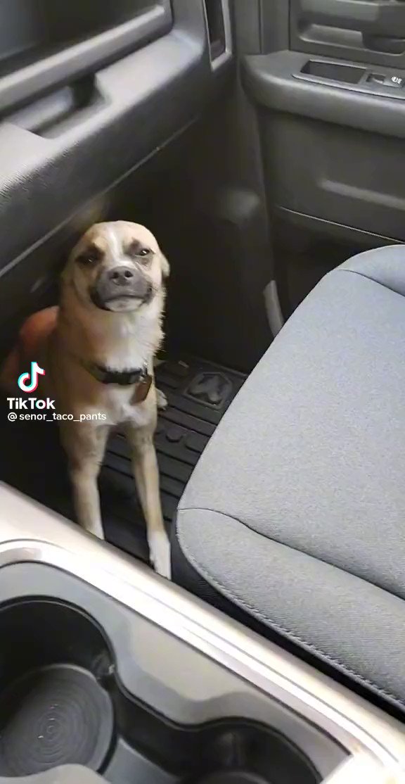This Cat Is Fucked Up Bruh cookie 🍪🎄🎁 on Twitter: "this dog is fucked up bruh"