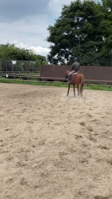 ソム太郎ことモーリスシチーくん︎💕︎
大怪我を乗り越え乗馬として第2の馬生スタートです👍
 #ソム太郎
 #モーリスシチー
 #元上原っ子
 #乗馬 