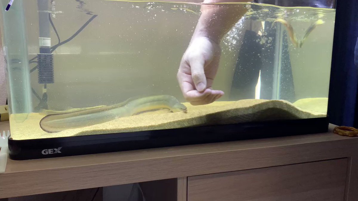 水槽の掃除中 完全に野生を失いつつあるうなぎを撮影しました うなぎってこんなに人に懐くの Togetter