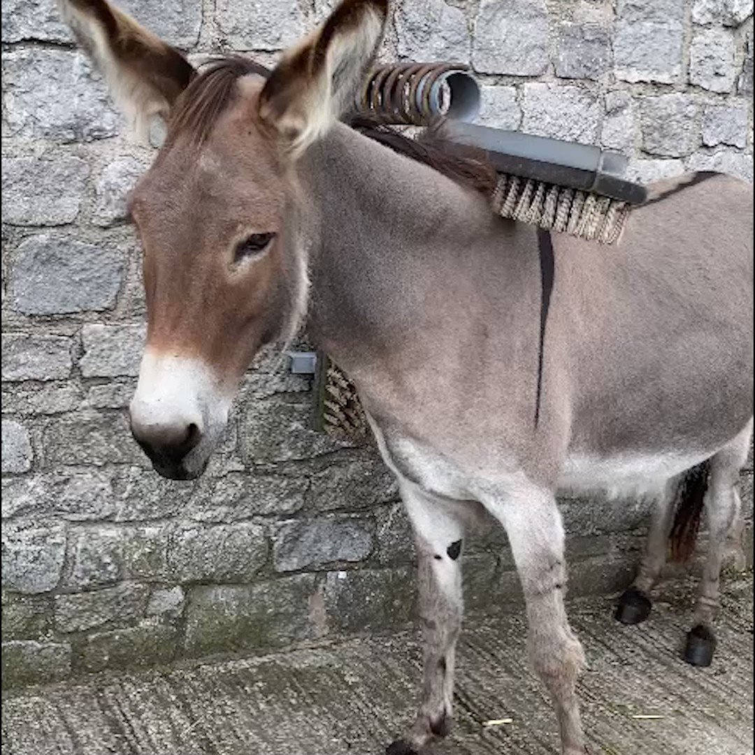The Donkey Sanctuary (@DonkeySanctuary) / Twitter