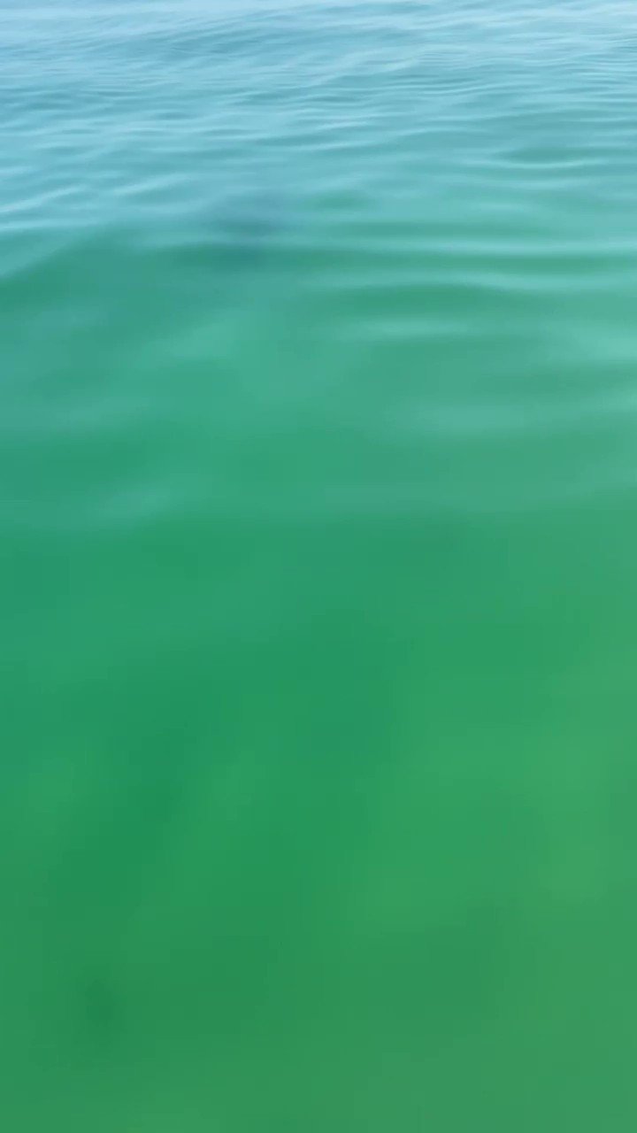 MA Sharks 🦈 on Twitter: "Here’s a good reminder that white sharks are