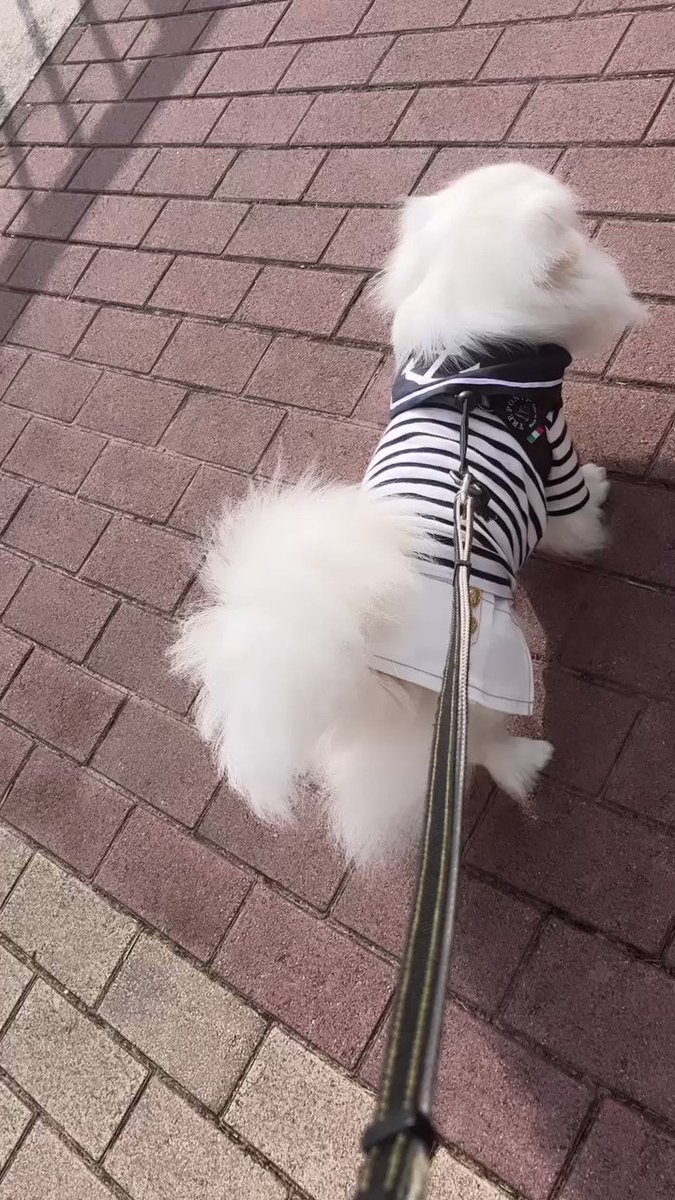 teto様☆犬服☆ハンドメイドオーダー☆4着✩.*˚ 24モデル | 特攻服 | 犬の洋服・オーダーメイド衣装通販
