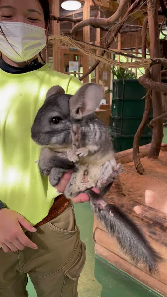 足を抑えてるのが可愛いポイントです。

#チンチラ
#chinchilla 

https://t.co/ruS7fD4Nji https://t.co/nwGDl4ERxz