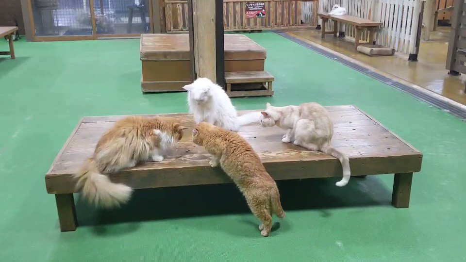 4匹の猫が見つめる先には一粒のキャットフード・・猫界にも『遠慮のかたまり』が存在した！？