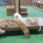 4匹の猫が見つめる先には一粒のキャットフード・・猫界にも『遠慮のかたまり』が存在した!？