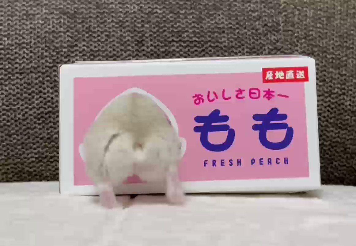 最高級のおしりをお届け ９秒の動画に かわいすぎ 癒された Grape グレイプ