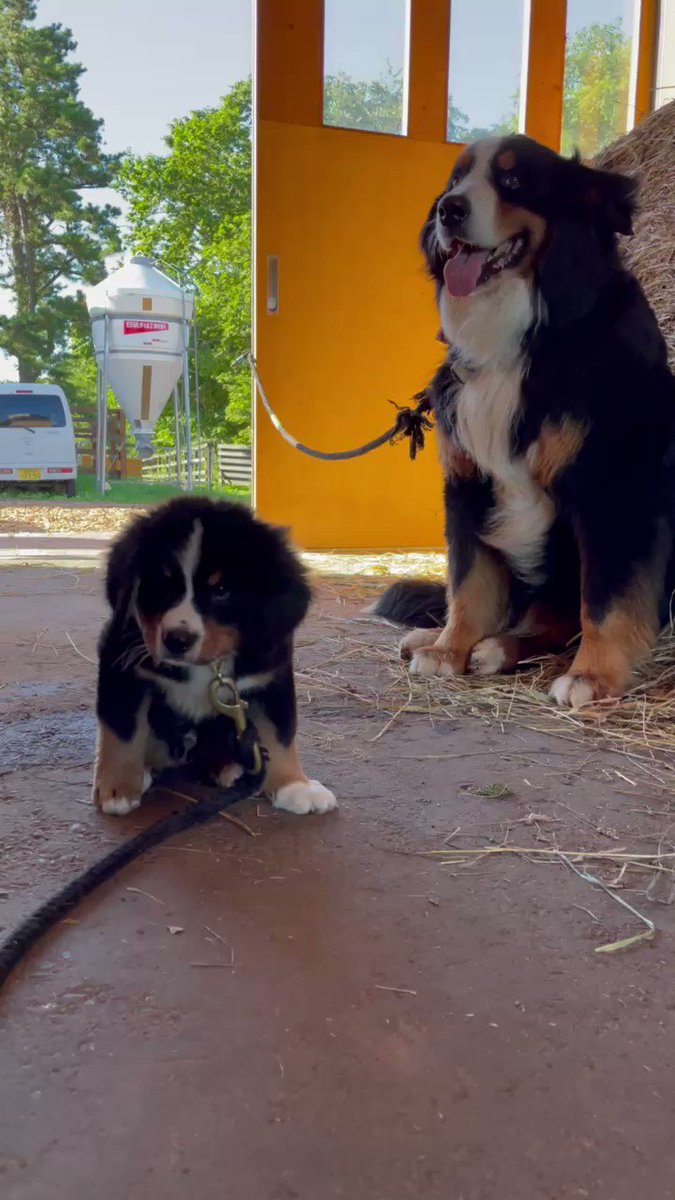 バニー×ミニバニー

#バーニーズマウンテンドッグ #北海道　#牧場　#馬　#犬　#子犬 https://t.co/CBIrtBMlHG