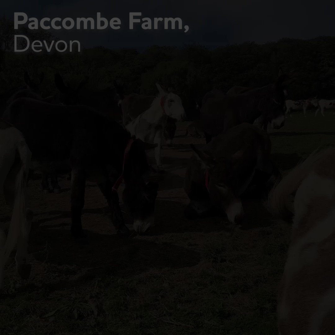 The Donkey Sanctuary (@DonkeySanctuary) / Twitter