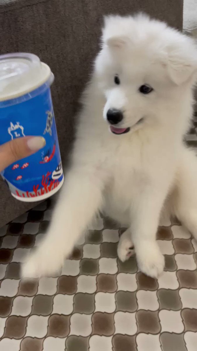 これなに？つめたくていいね🐻‍❄️
#サモエド #犬 https://t.co/M4NDH3Ze1I