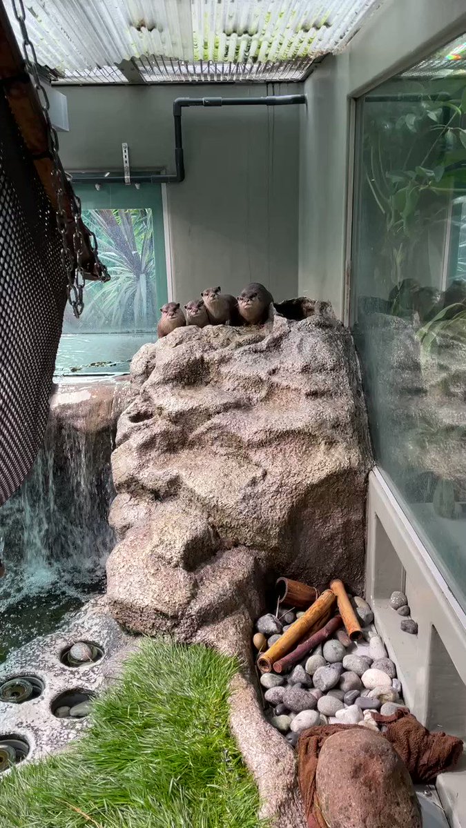 ある日 雷が たまたま カワウソの水槽にいました カワウソの耳がこちらを向いているのが分かるでしょうか そして あくび をしていますよね 実は 緊張した時にも あくび は出るとか 行動から その動物の状態等を把握 理解することはとても大事なことだっ ある日 雷が たまたま カワウソの水槽にいました カワウソの耳がこちらを向いているのが分かるでしょうか そして あくび をしていますよね 実は 緊張した時にも あくび は出るとか 行動から その動物の状態等を把握 理解することはとても大事なことだっ