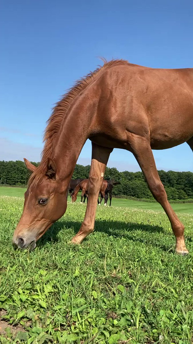 淑子さんのこの番組は大好きで初回から見てます🐴💖

今回はレセディラローナの初出産だったので本当に良かった🥹
出産シーンはドキドキでした💦

グリーンチャンネル見れる人は、
ぜひ見てほしい番組です😊

#淑子の見た北の大地2022 