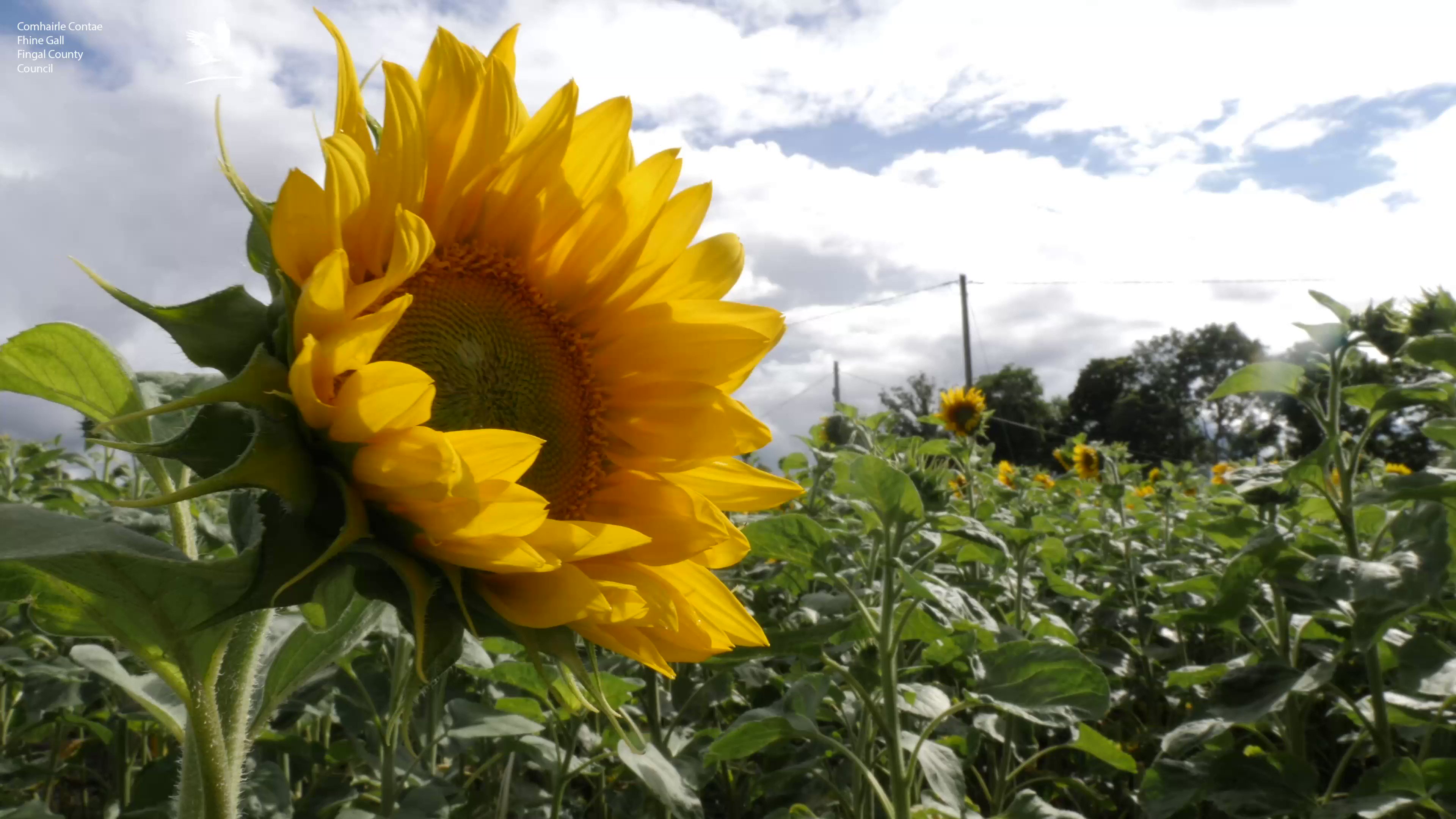 Fingal County Council on Twitter "During Spring, Country Crest Farming