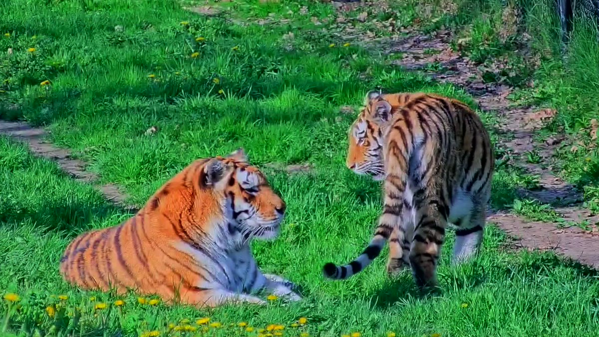The Toronto Zoo on Twitter: "Celebrate #TZYearOfTheTiger and tune in to