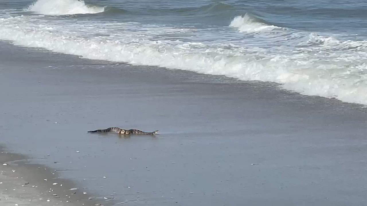 WPDE ABC15 on Twitter "CHECK IT OUT 👀 A rattlesnake was spotted taking