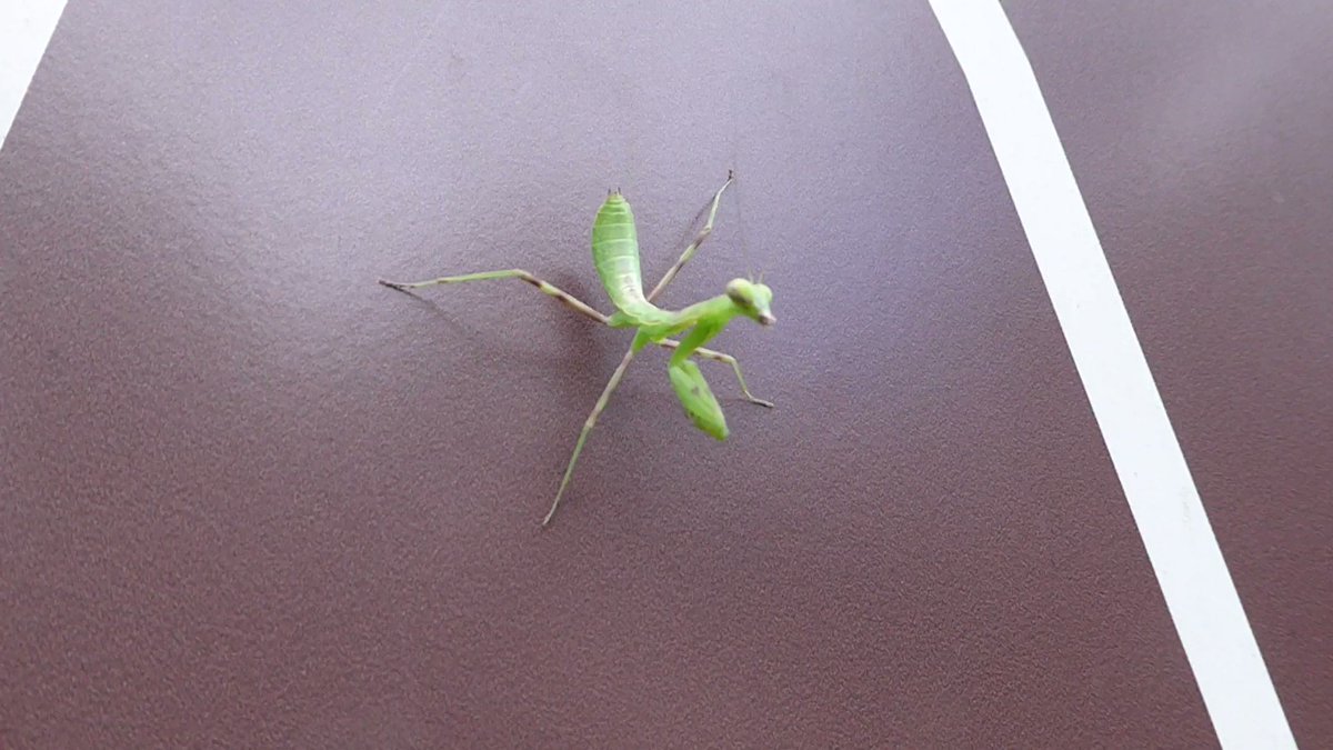 園内の案内地図看板にカマキリの子供がダンスをしているのを発見 足を看板に垂直につけ 身体は地面に平行で 何ともアクロバティックな体勢で踊っています 風に揺れた葉っぱに似せることで 敵の目を欺く作戦をとっているとも それにしても上手なダンスでした