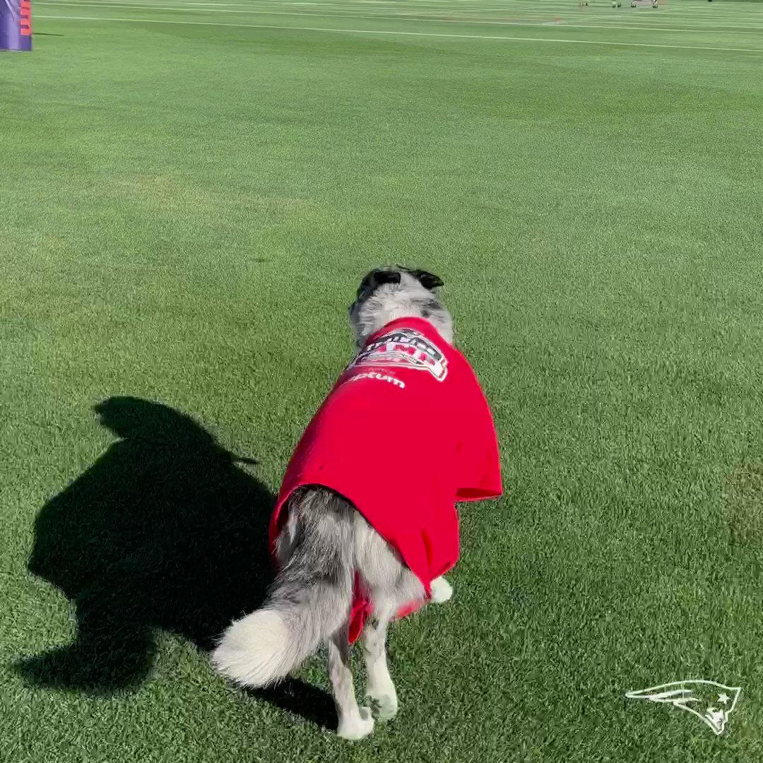 washington nationals dog jersey