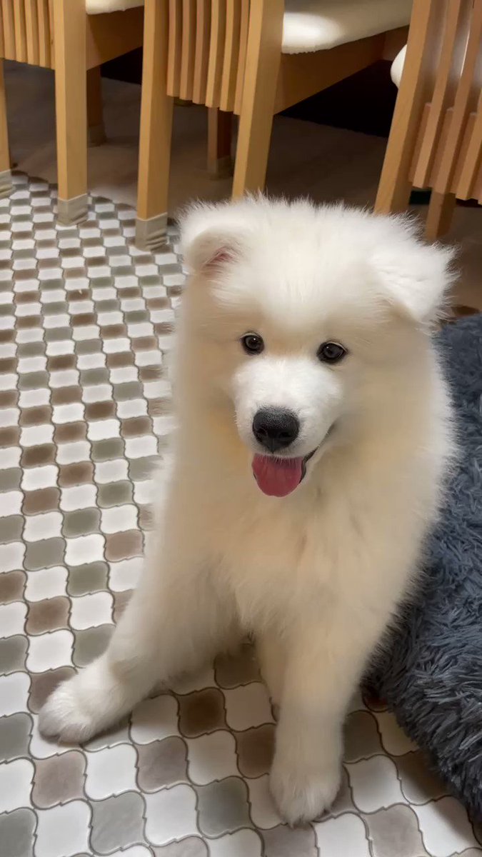 わんわん言うたびにお耳が…🐻‍❄️🥹
#サモエド #犬 https://t.co/RR0TETaj6j