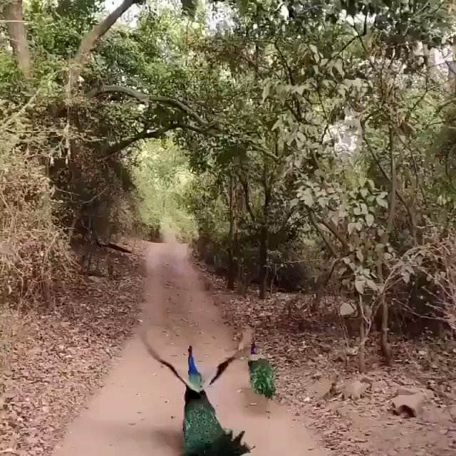 RT @Faizankhaan91: Ever seen a peacock fly? https://t.co/eeuiCsJyfu