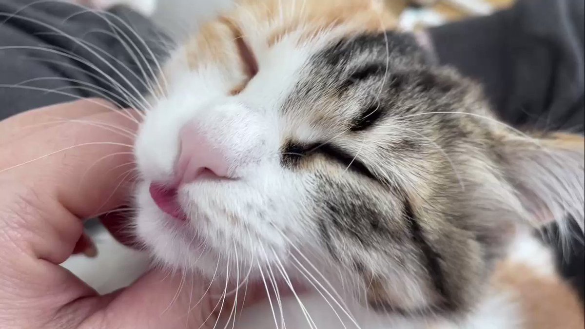 舌出したままゴロゴロいってる

#猫 https://t.co/eMUabeBWqv