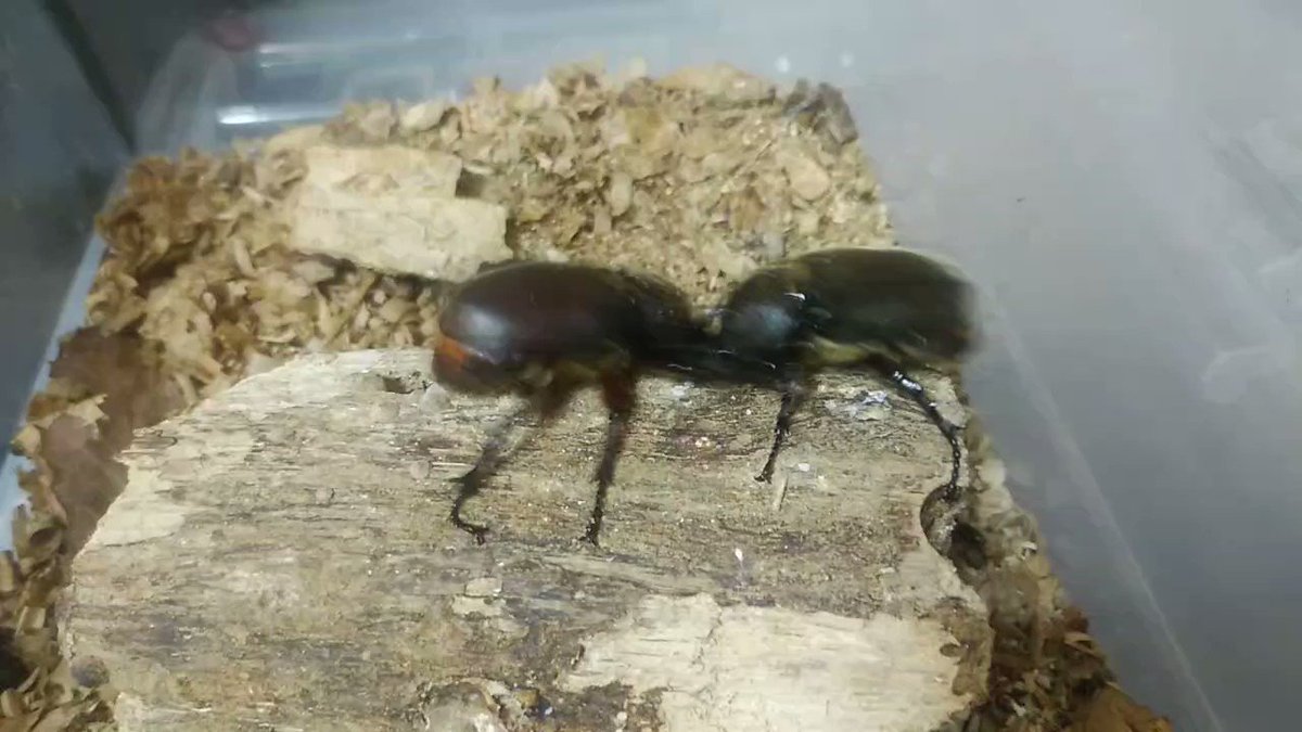 デスカン ゆっくり実況者 カブトムシって 同士でも喧嘩するんですよ T Co 9mieddzgyy Twitter