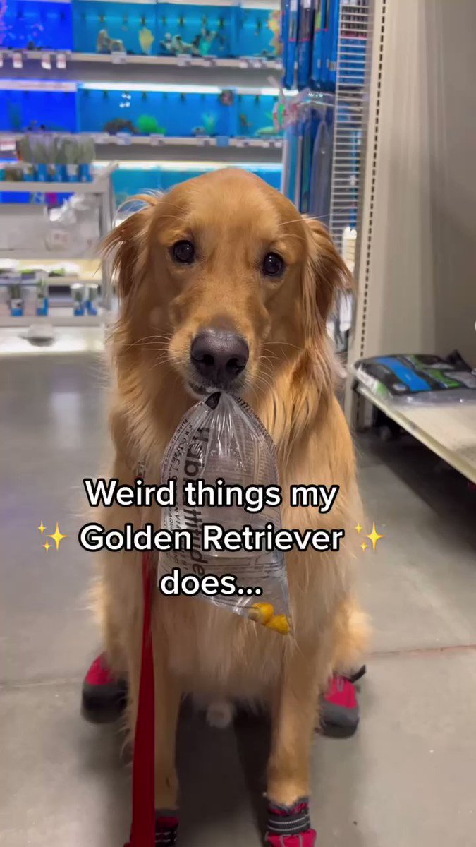 He’s a strange one sometimes… #dog #goldenretriever #puppy https://t.co/J4eVE7o7BL