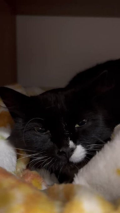 Hoy rescaté a una gatita embarazada del frío y de la lluvia 🥺 Soy un poquito más feliz ❤️ https://t.