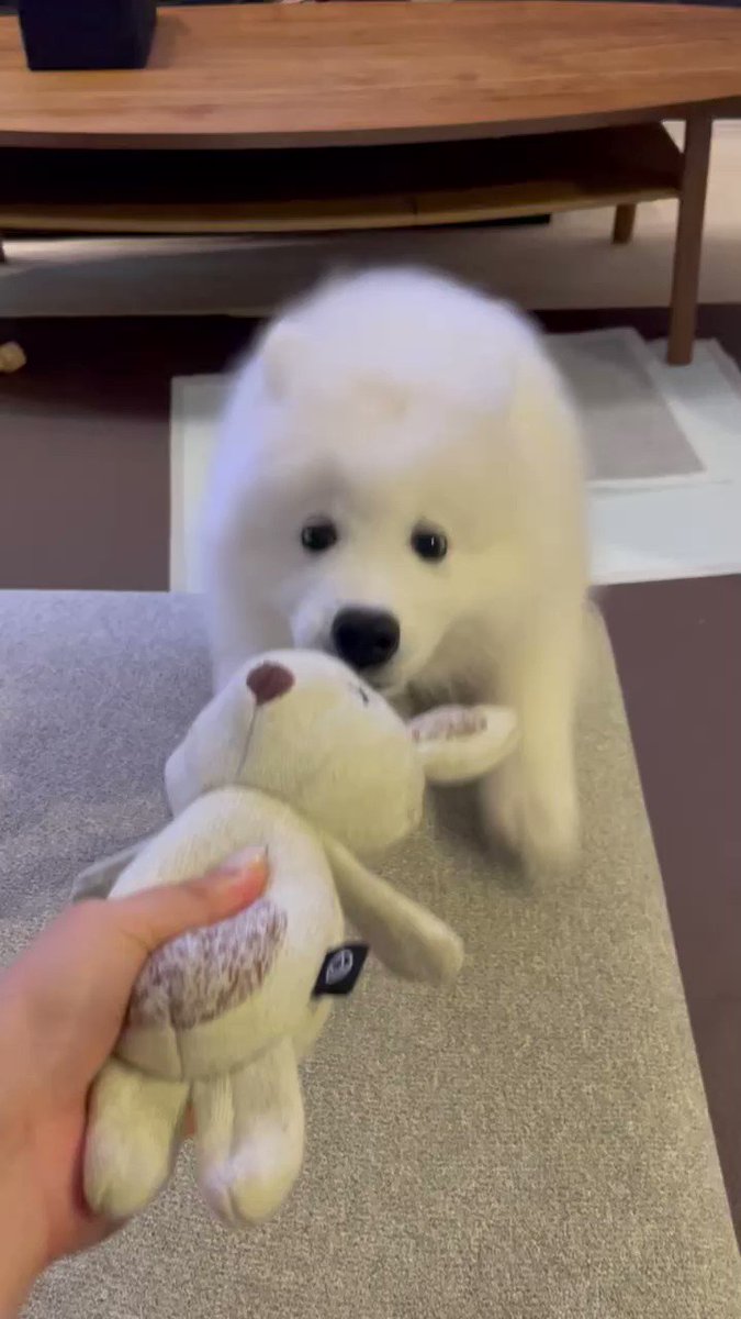 ぼくより大きいお耳なんて許さない‼︎🐻‍❄️🐰#サモエド #犬 https://t.co/qlEXLfW4tC