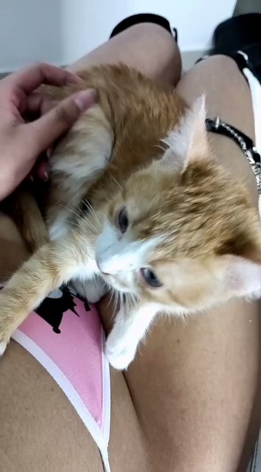 Mi gato ✧*。(=^･w･^=) ✧*。  Por cierto, les dej&eacute; nuevas fotitos en Onlyfans 🥹💗 👇 https://t.co/Q56Z39RT9g<a href="/tag/cosplay"class="tags"><span>#cosplay</span></a><a href="/tag/aceattorney"class="tags"><span>#aceattorney</span></a><a href="/tag/geirutoneido"class="tags"><span>#geirutoneido</span></a><a href="/tag/faifu"class="tags"><span>#faifu</span></a>